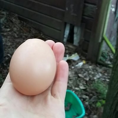 Our first egg!! 