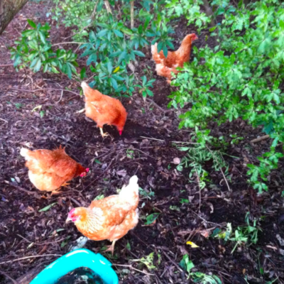 Happy chickens in their new run