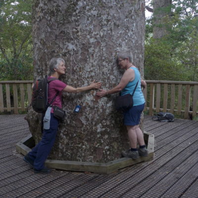 ...others hug big (Kauri-) trees...